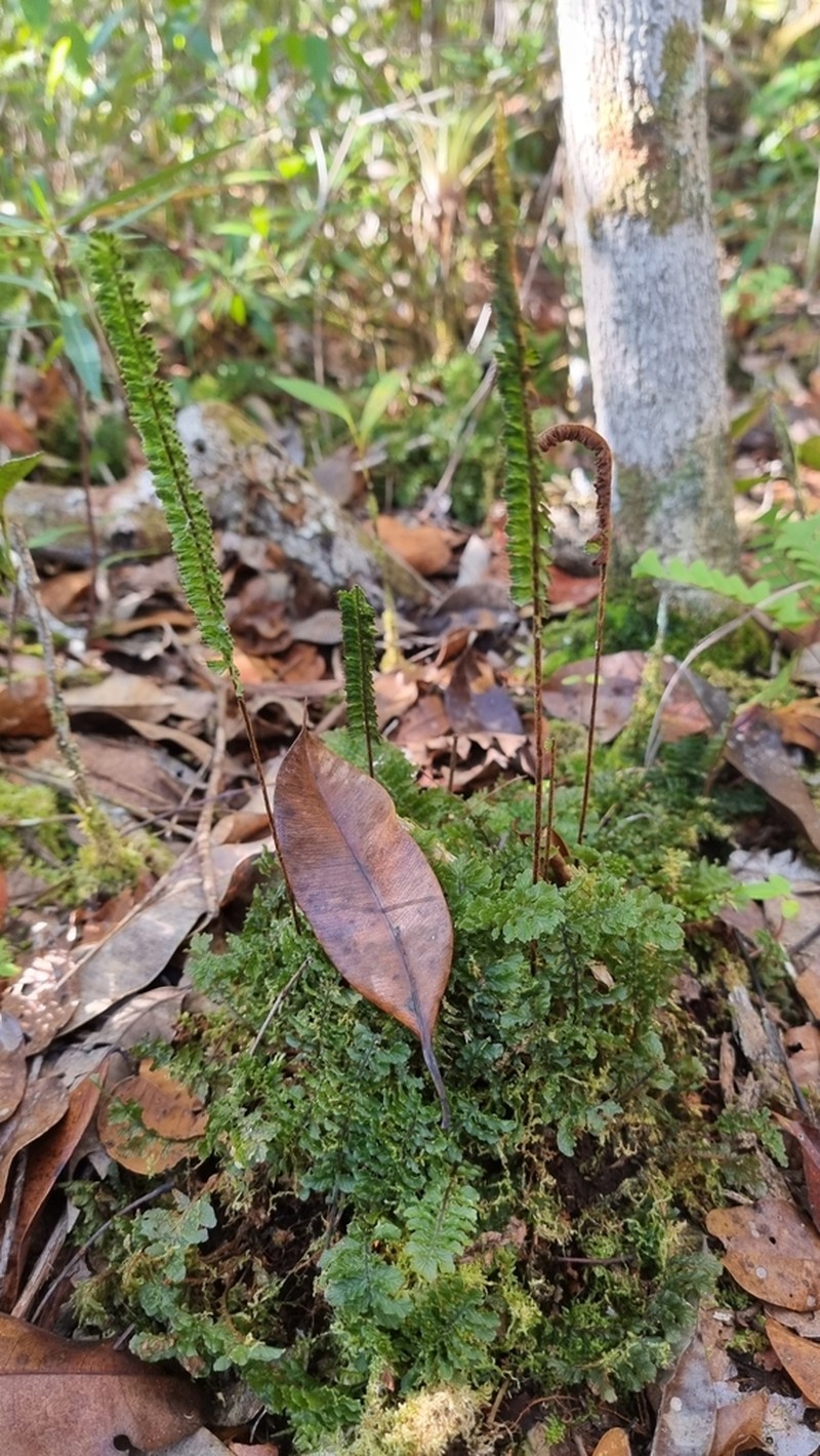 Trichomanes humboldtii photo 8