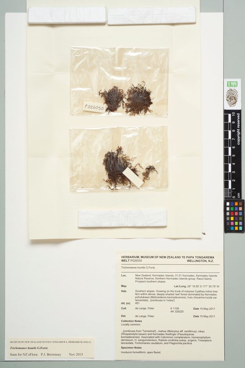 Trichomanes humile photo 4