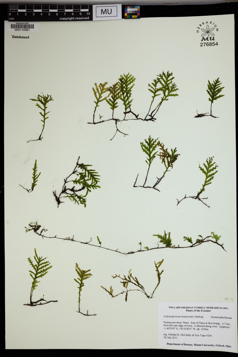 Parchment Bristle Fern