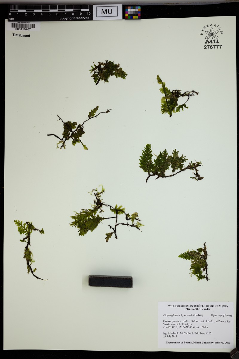 Parchment Bristle Fern photo 2