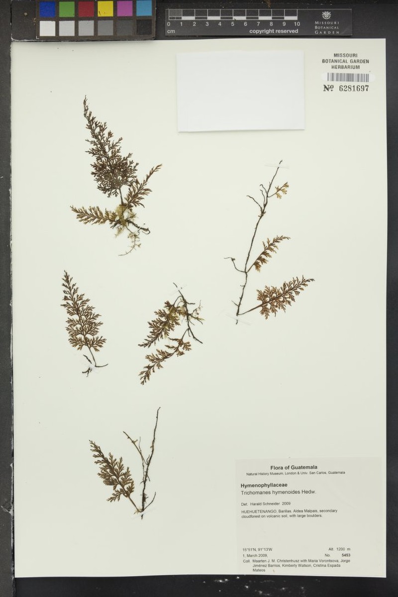 Parchment Bristle Fern photo 3