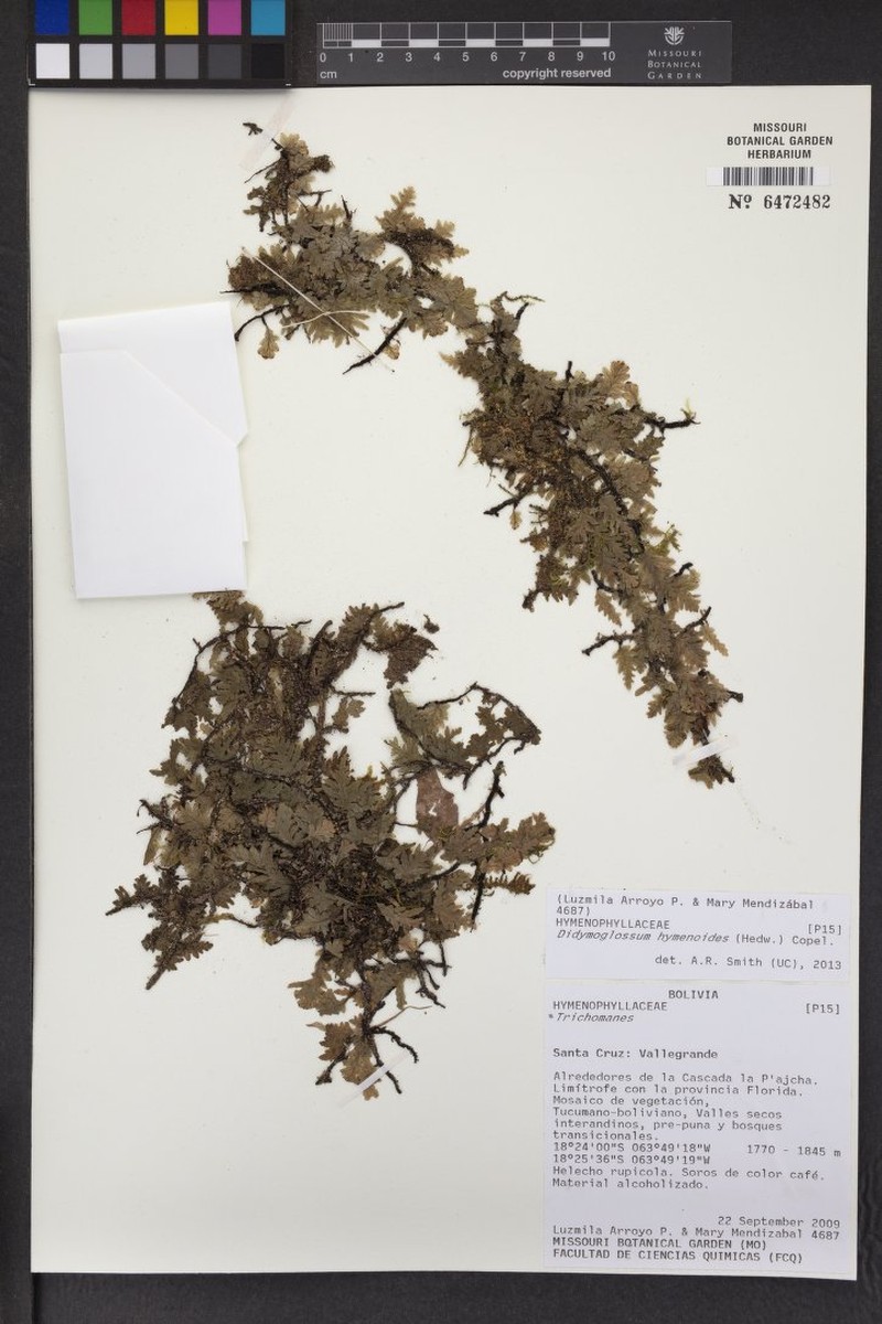 Parchment Bristle Fern photo 4