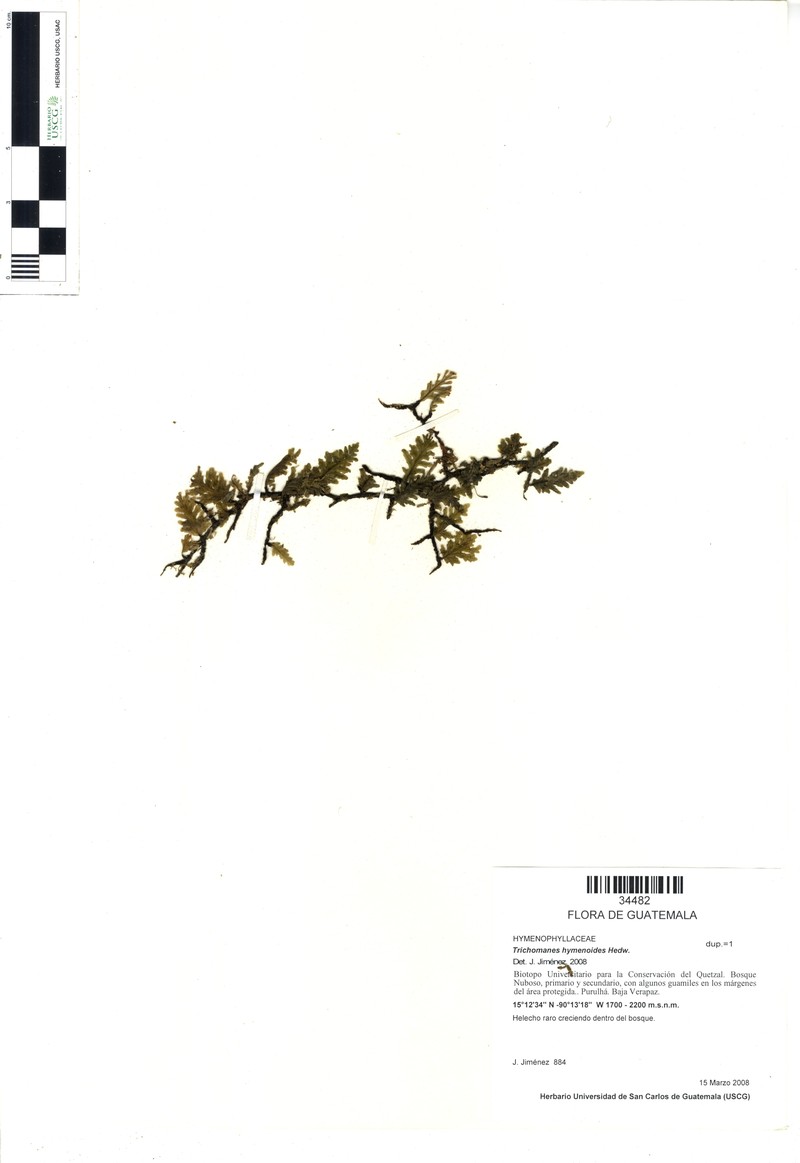 Parchment Bristle Fern photo 5