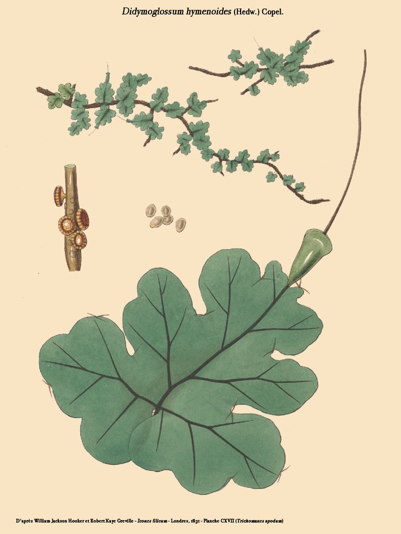 Parchment Bristle Fern