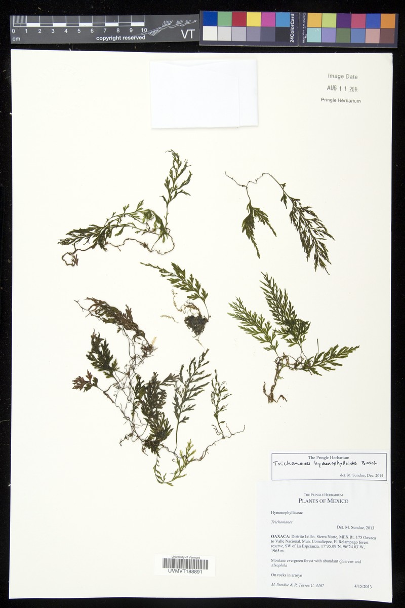 Thinleaf Bristle Fern