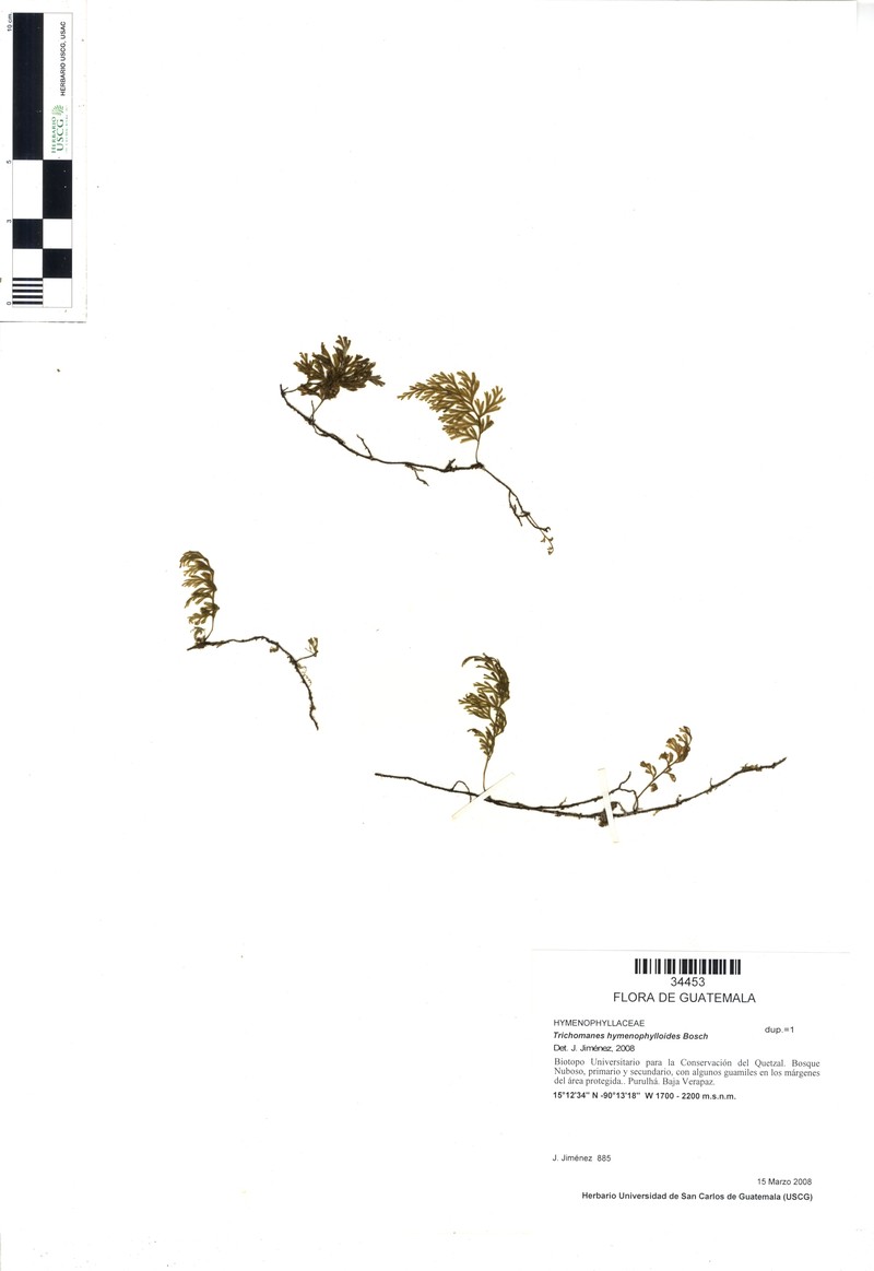 Thinleaf Bristle Fern photo 2