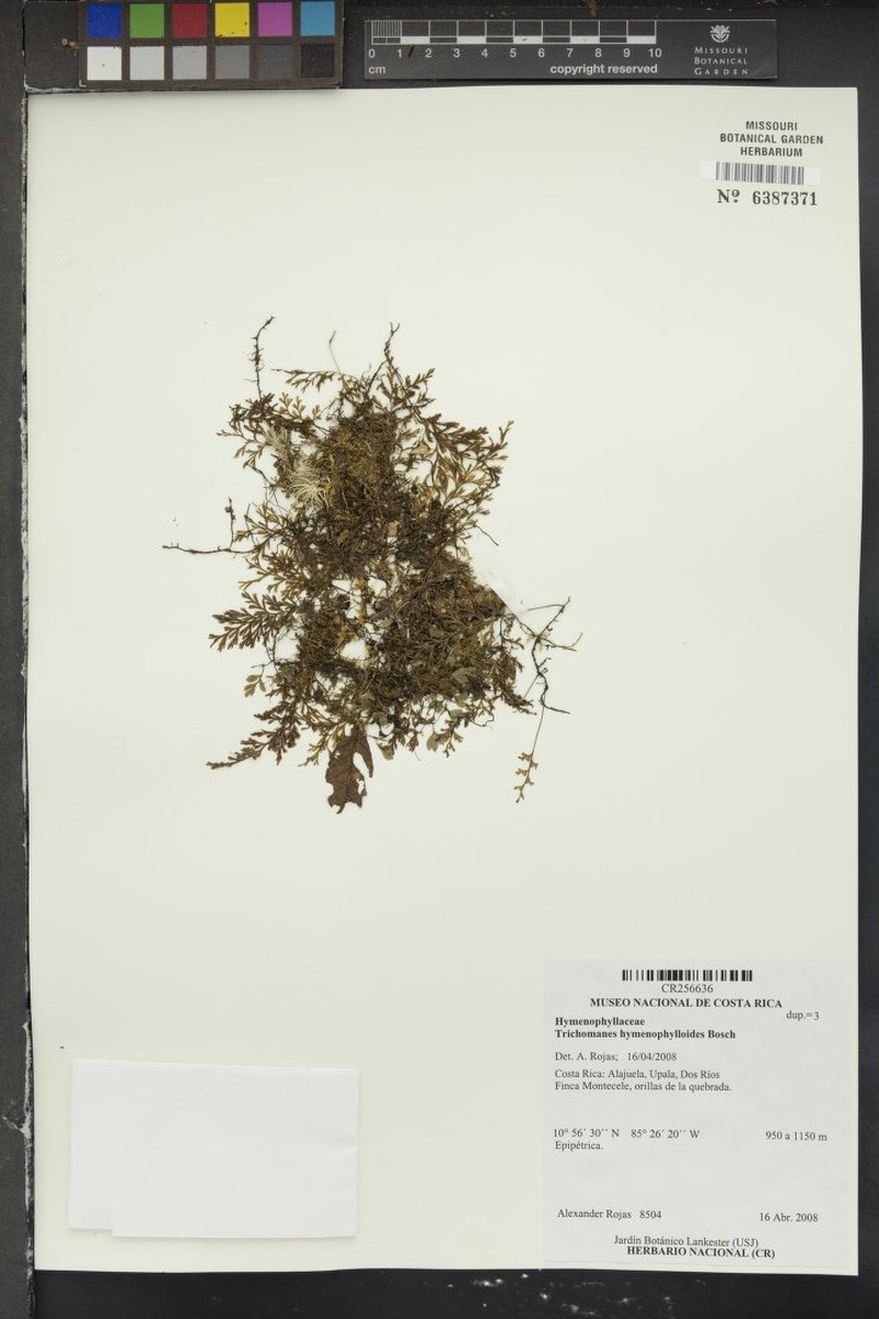 Thinleaf Bristle Fern photo 3