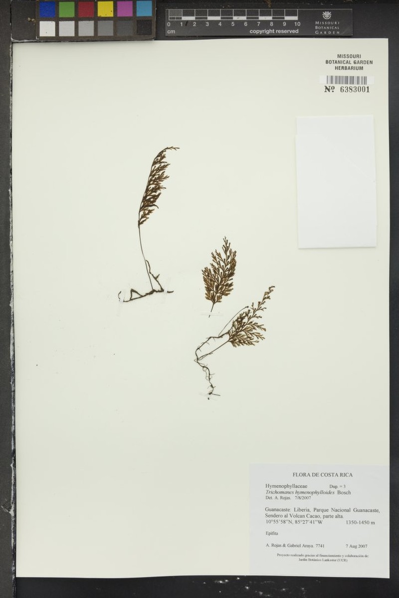 Thinleaf Bristle Fern photo 4