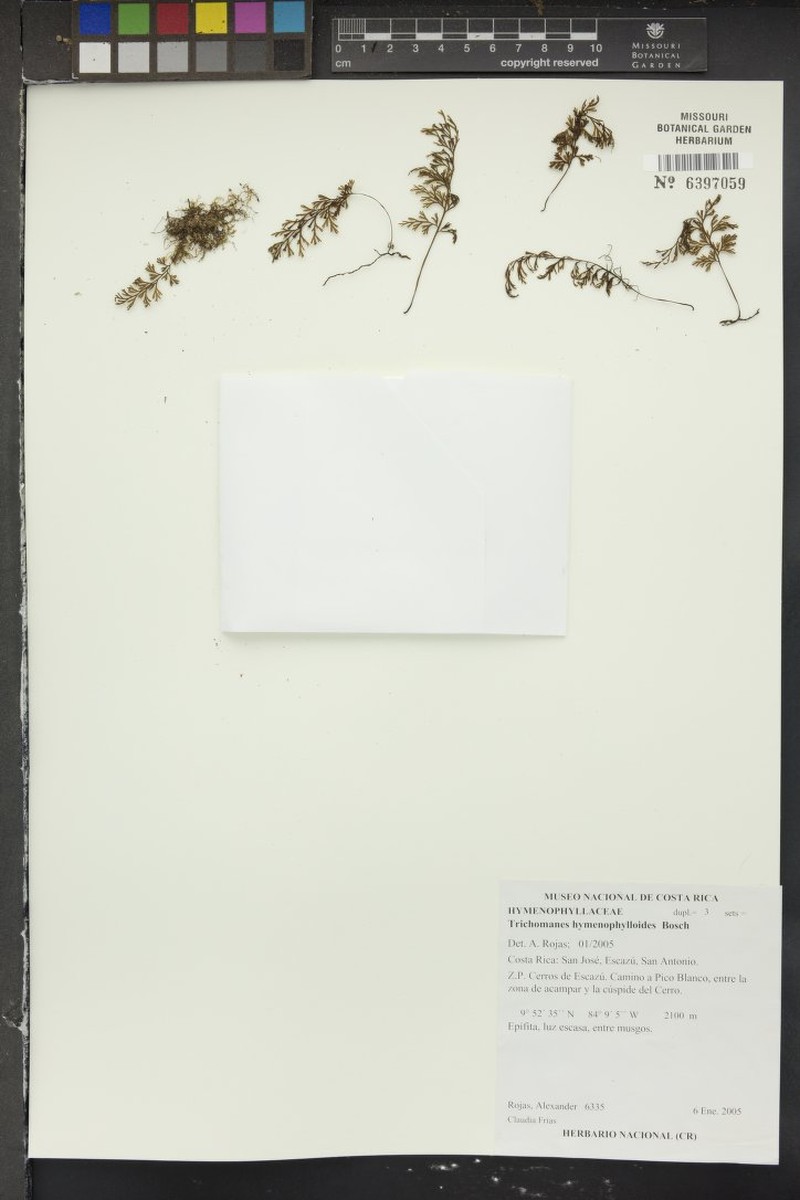 Thinleaf Bristle Fern photo 5