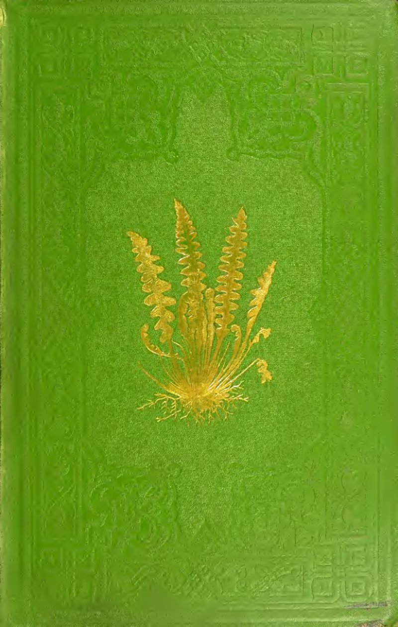 Thinleaf Bristle Fern