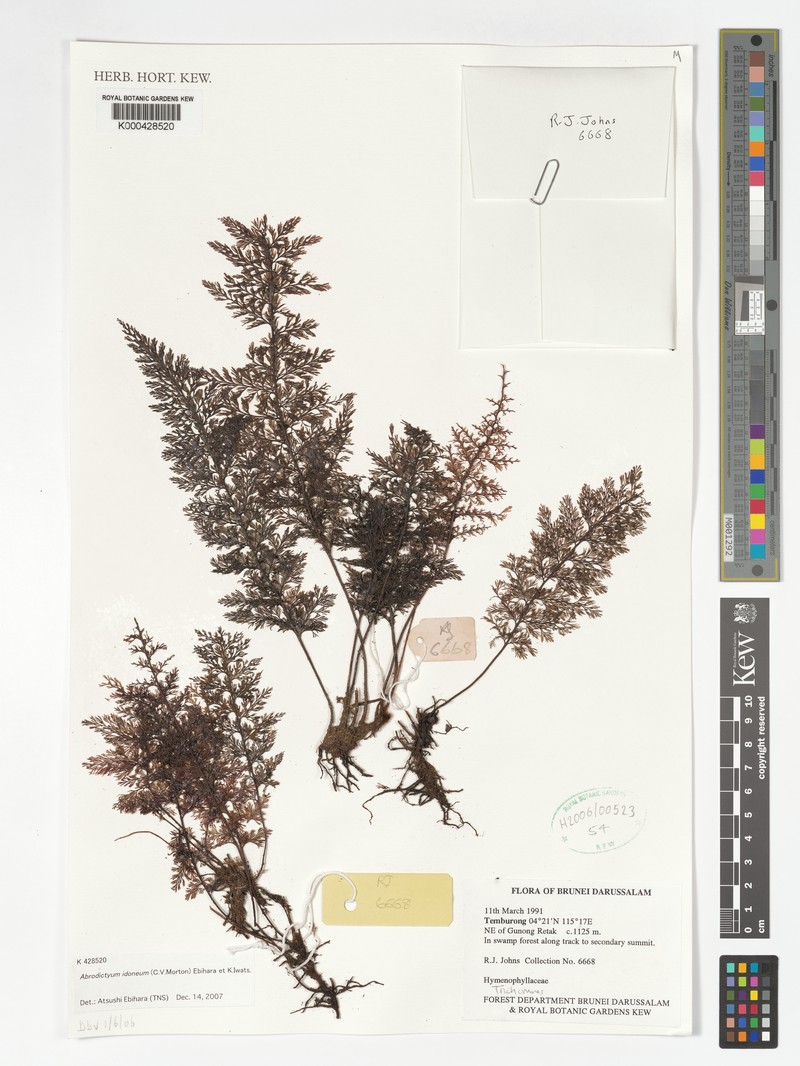 Trichomanes idoneum