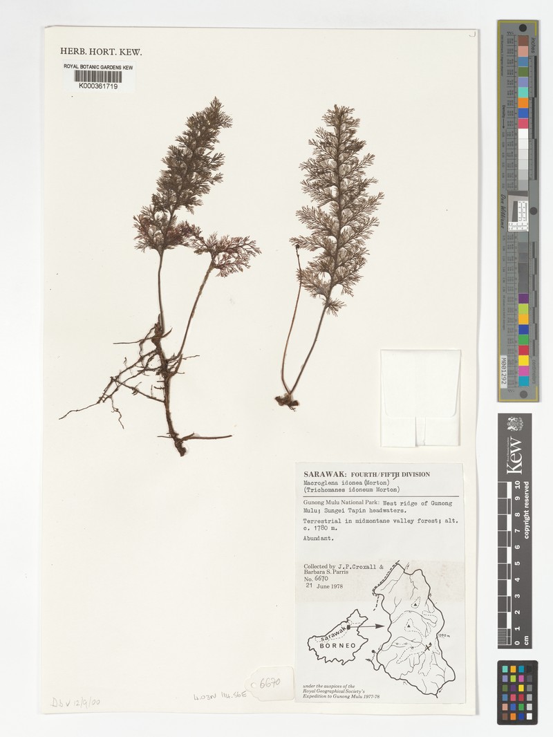 Trichomanes idoneum photo 2