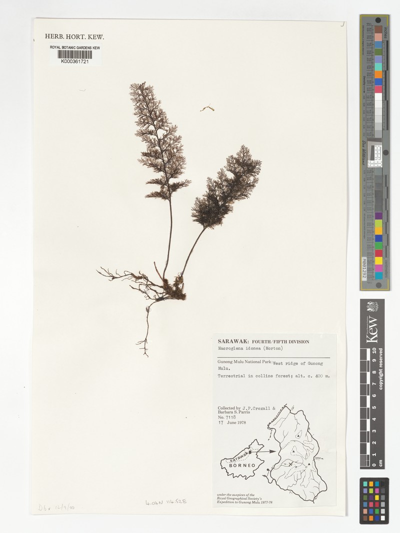 Trichomanes idoneum photo 4