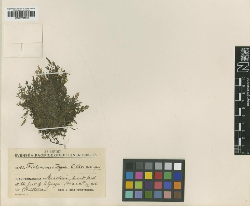 Trichomanes ingae photo 2