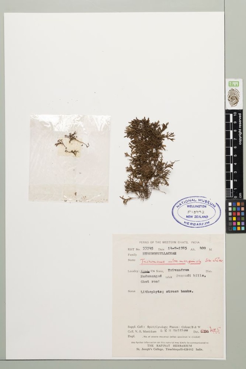 Trichomanes intramarginale