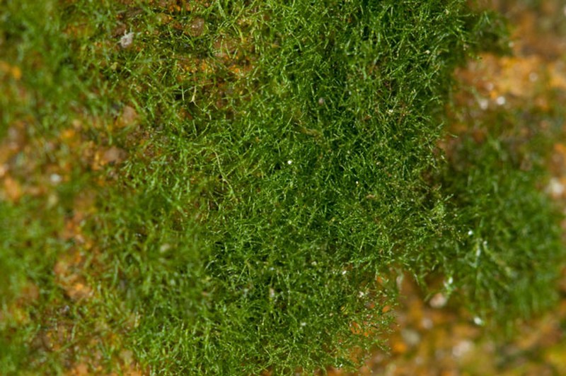 Weft Fern photo 2