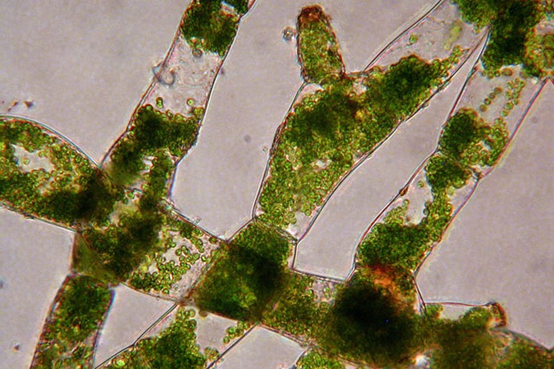 Weft Fern photo 3