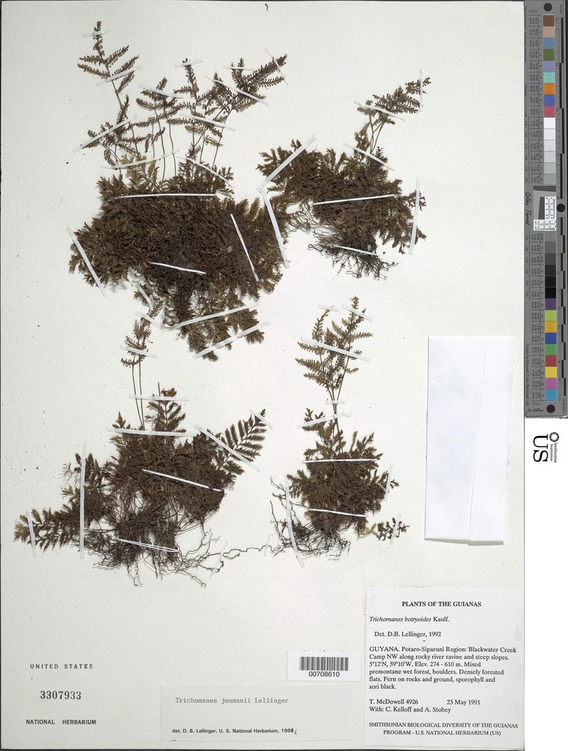 Trichomanes jenmanii