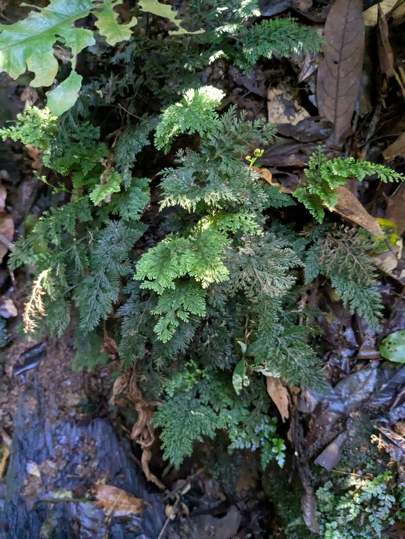 Trichomanes johnstonense