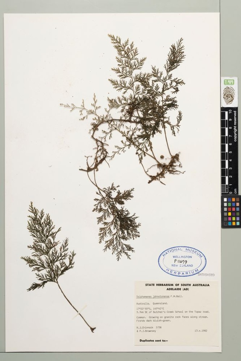 Trichomanes johnstonense photo 4
