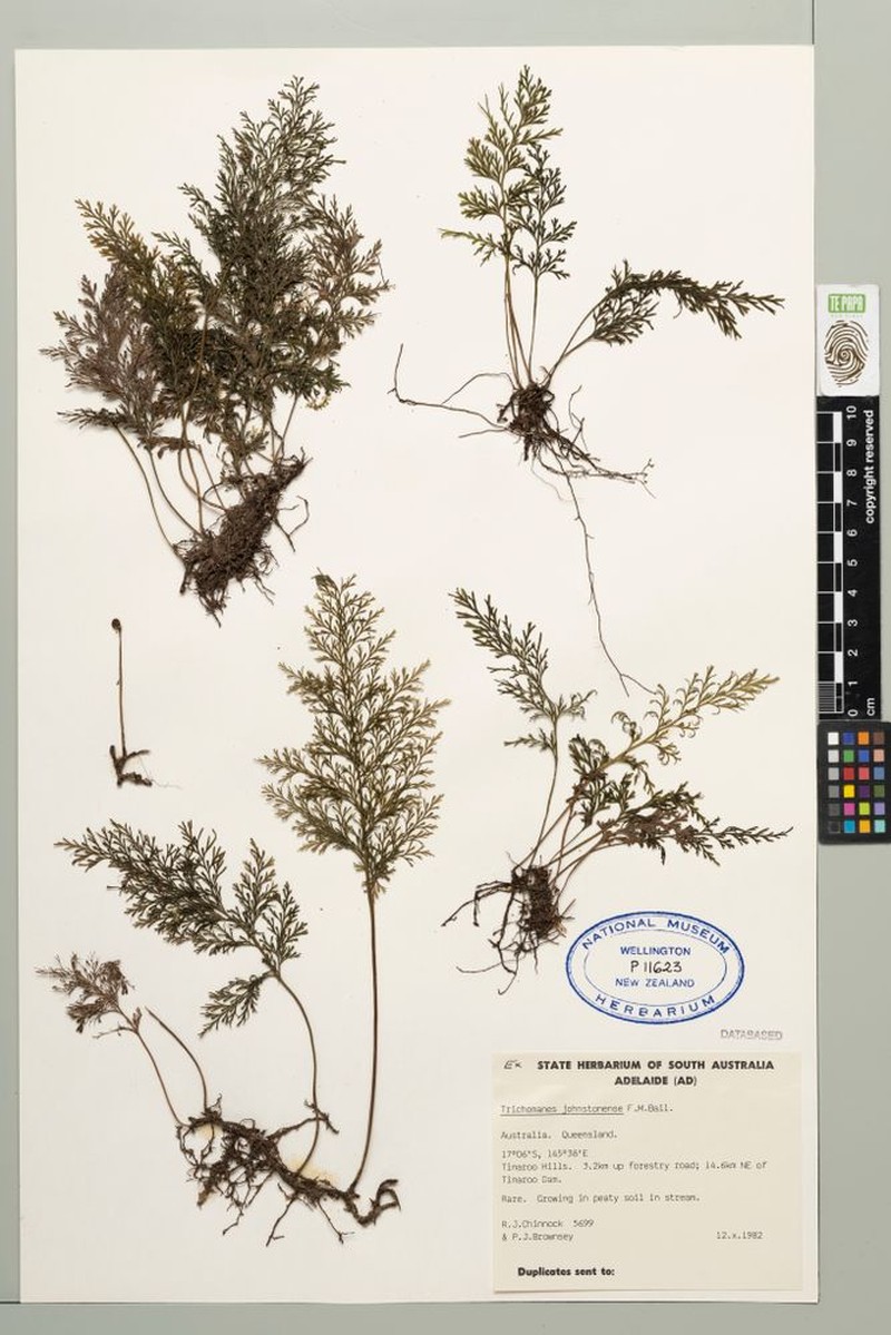 Trichomanes johnstonense photo 5