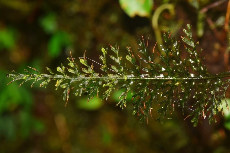 Trichomanes kalbreyeri