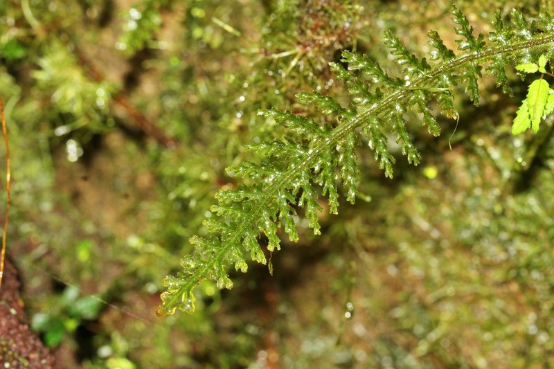 Trichomanes kalbreyeri photo 2