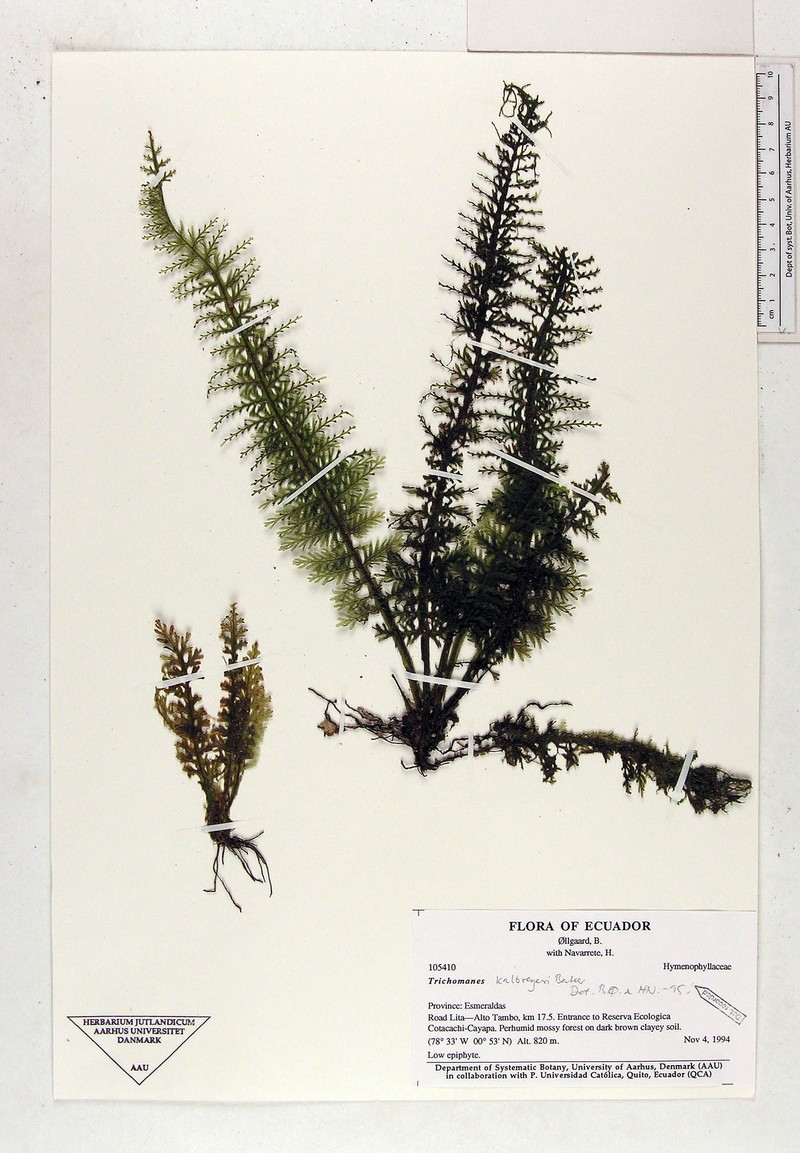 Trichomanes kalbreyeri photo 3
