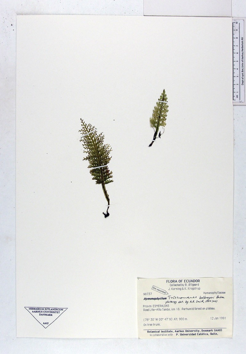 Trichomanes kalbreyeri photo 4