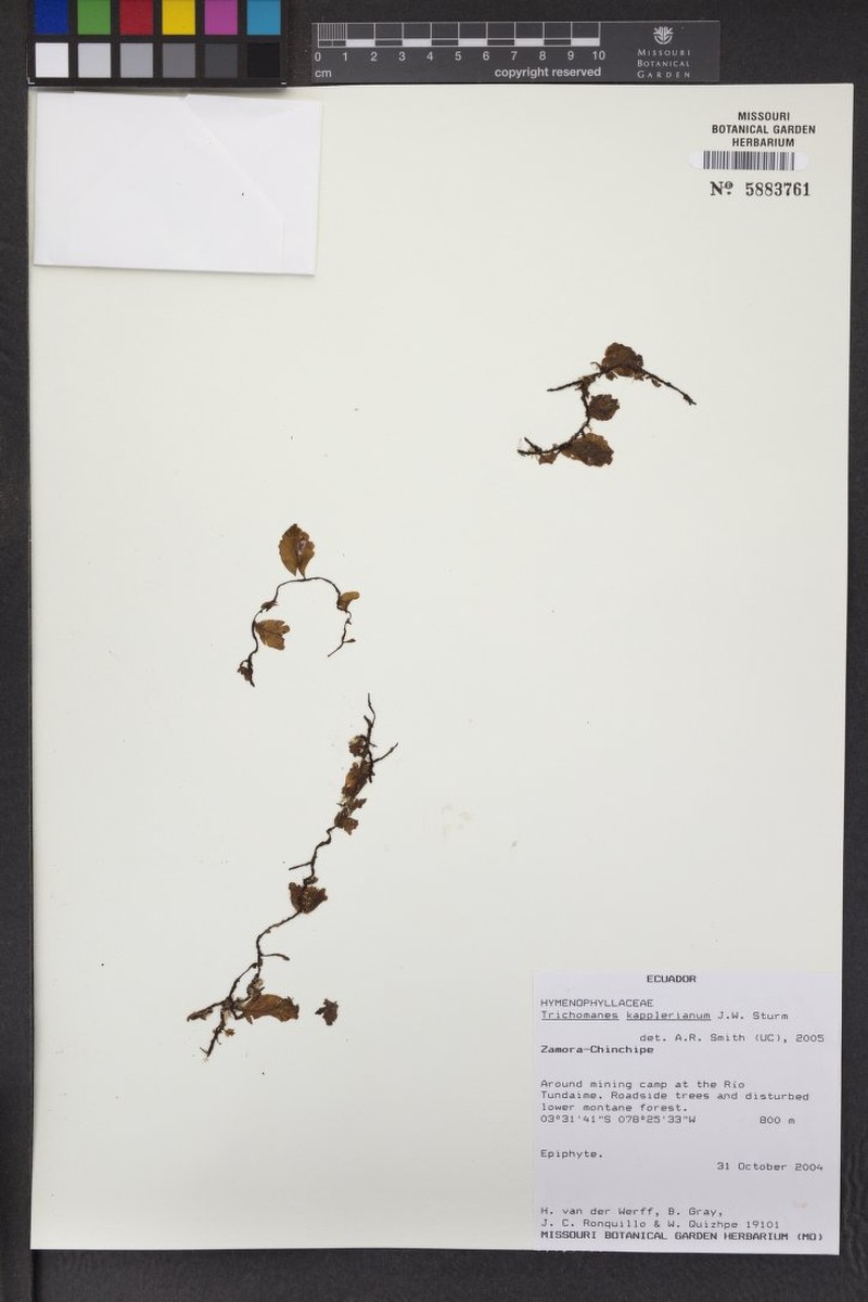Kappler's Bristle Fern photo 2