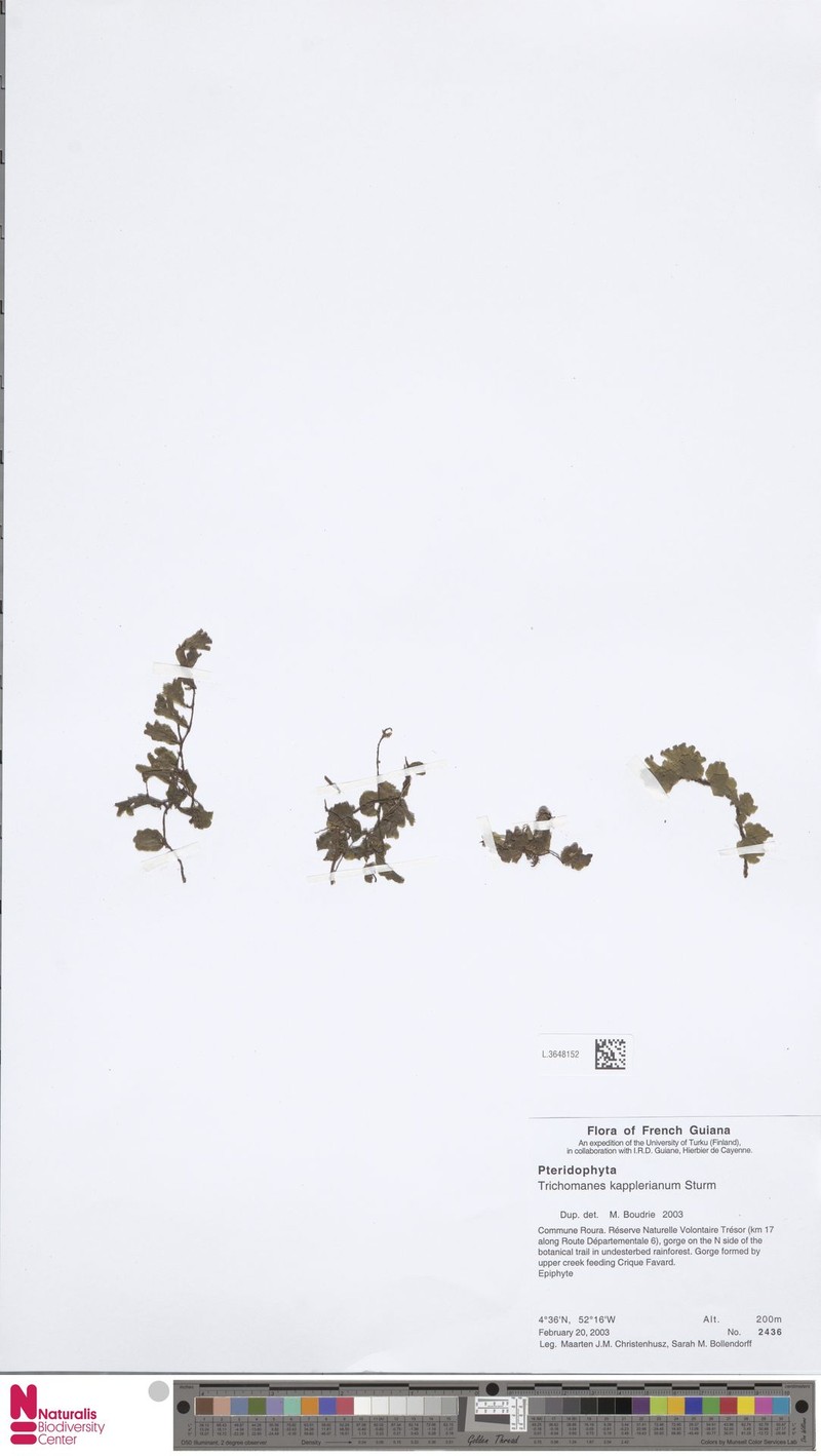 Kappler's Bristle Fern photo 3