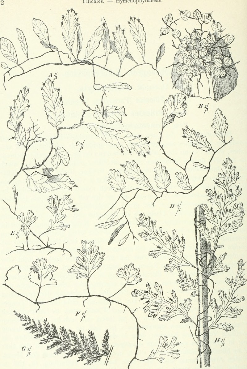 Kappler's Bristle Fern