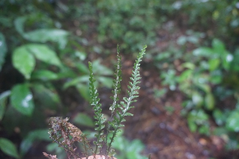 Trichomanes killipii photo 2