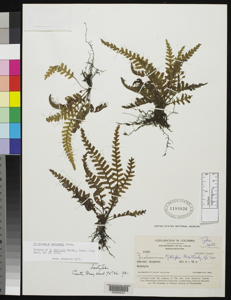 Trichomanes killipii