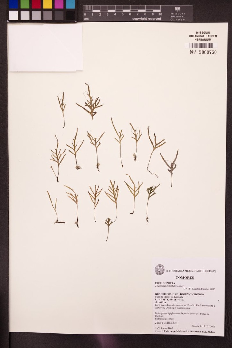 Trichomanes kirkii
