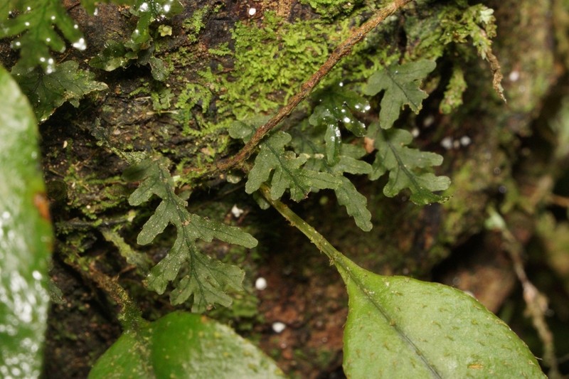 Treemoss Bristle Fern