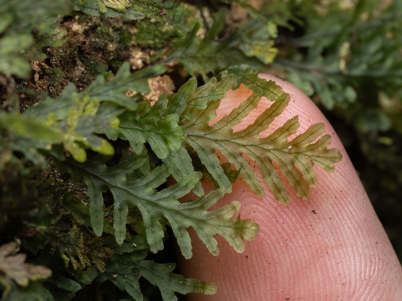 Treemoss Bristle Fern photo 2
