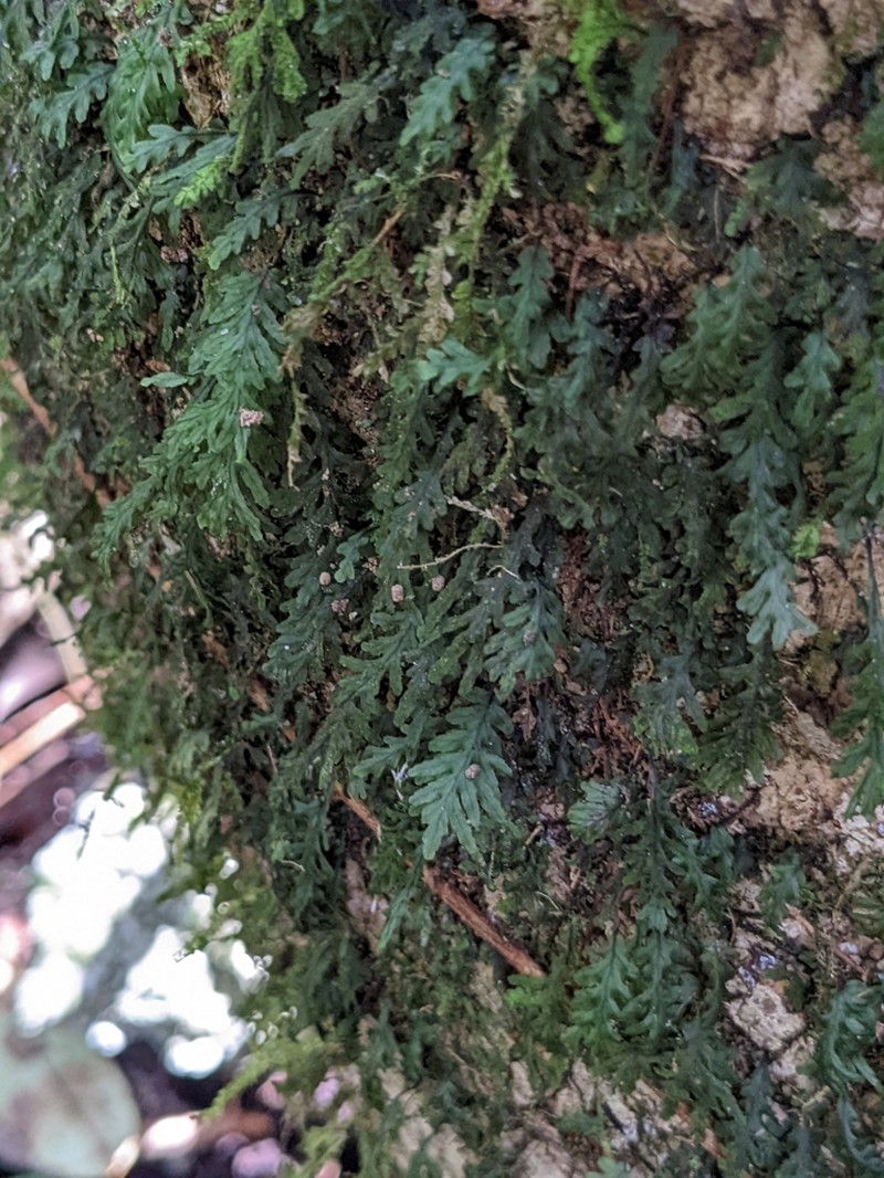 Treemoss Bristle Fern photo 3
