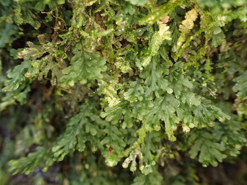 Treemoss Bristle Fern photo 4