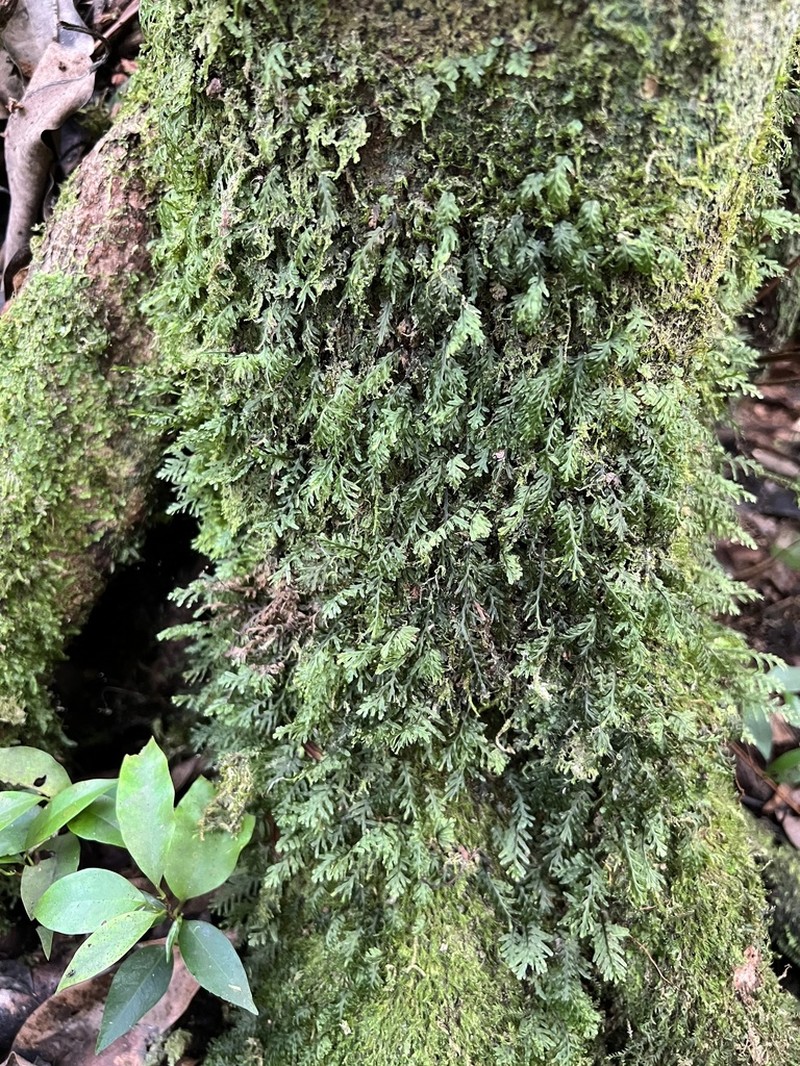 Treemoss Bristle Fern photo 5