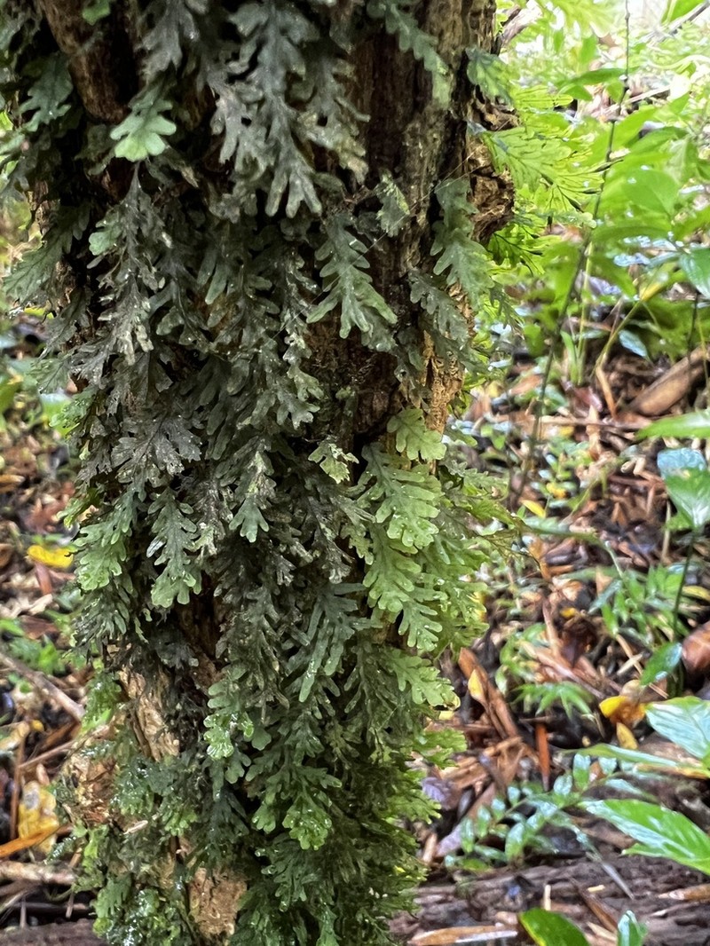 Treemoss Bristle Fern photo 6
