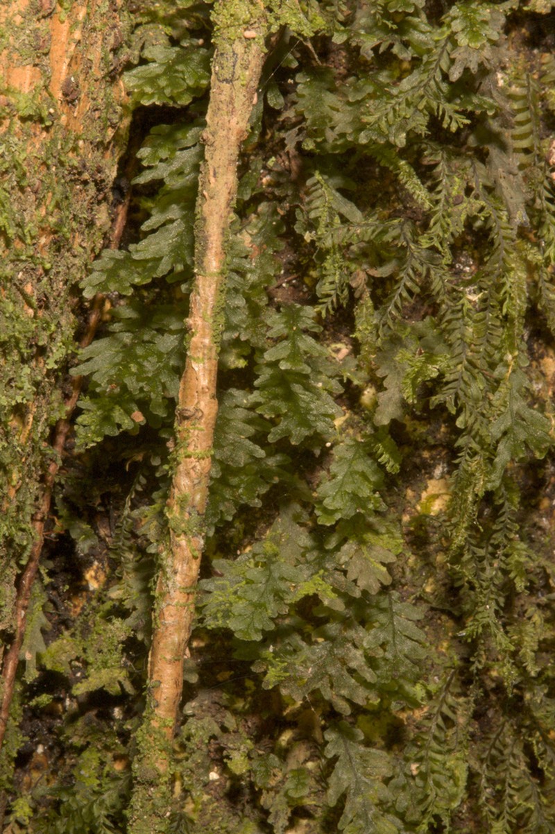 Treemoss Bristle Fern photo 7