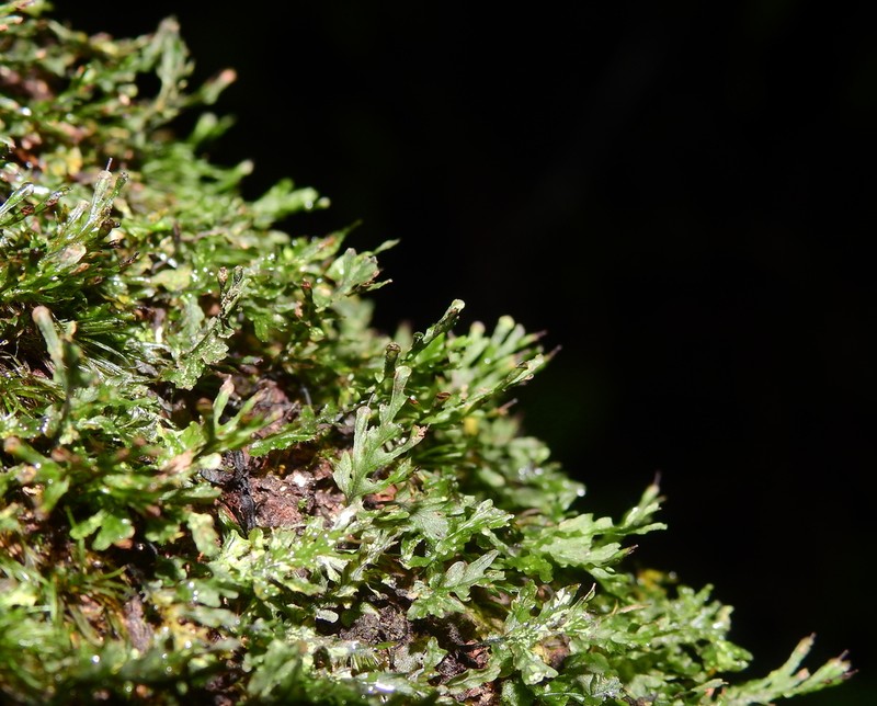 Treemoss Bristle Fern photo 8