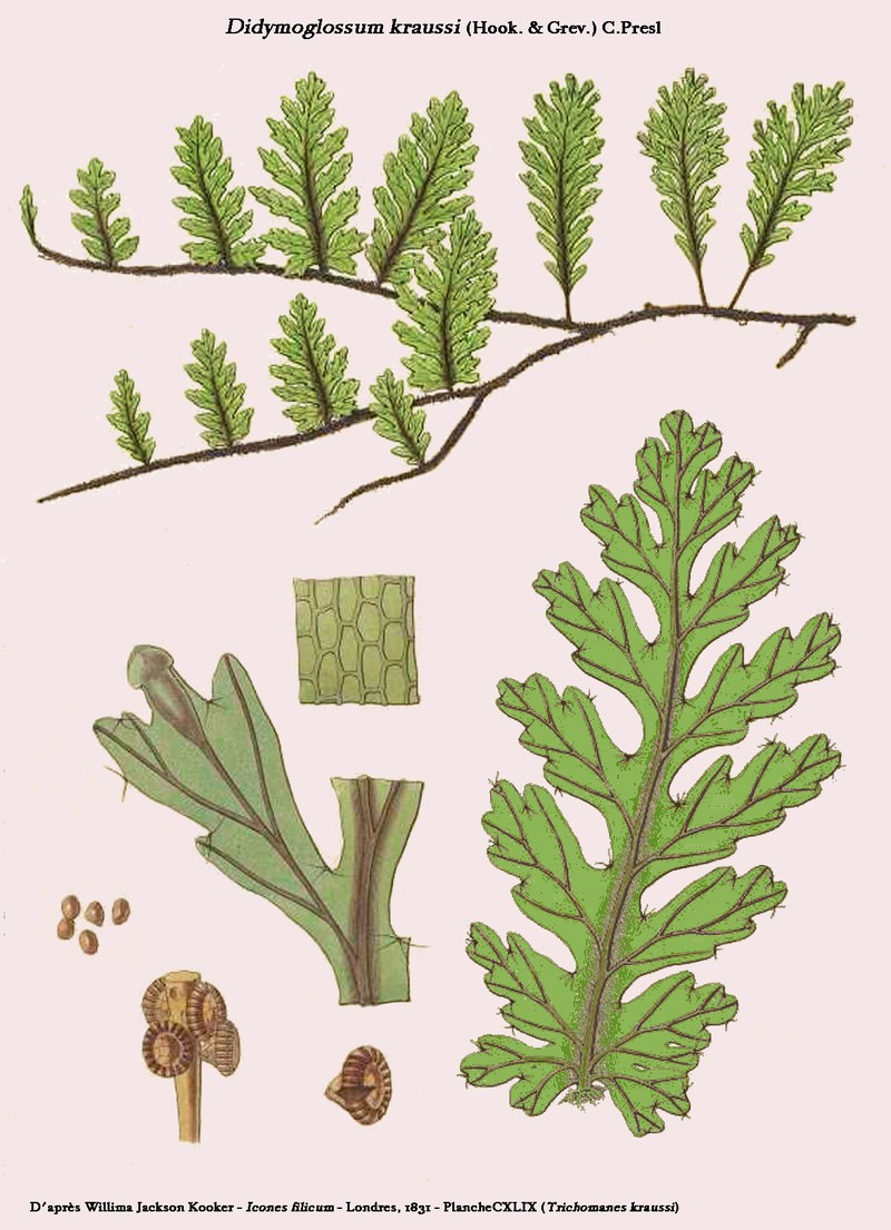 Treemoss Bristle Fern