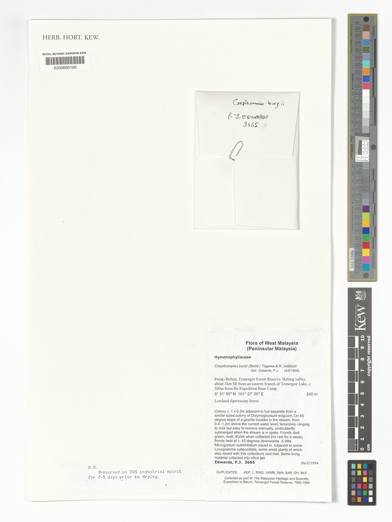 Trichomanes kurzii photo 3