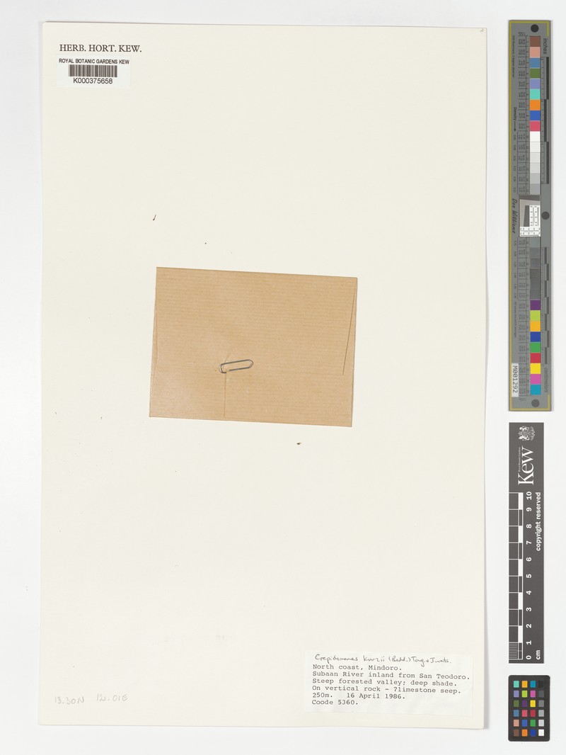 Trichomanes kurzii photo 4