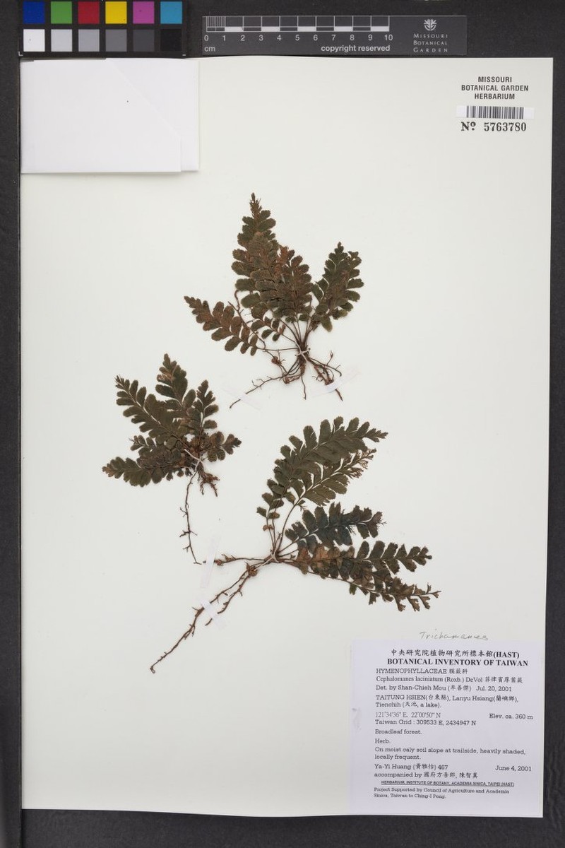 Trichomanes laciniatum