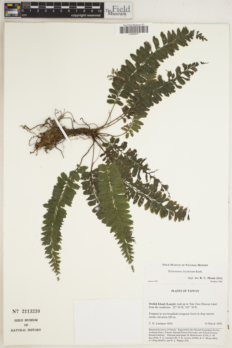 Trichomanes laciniatum photo 2