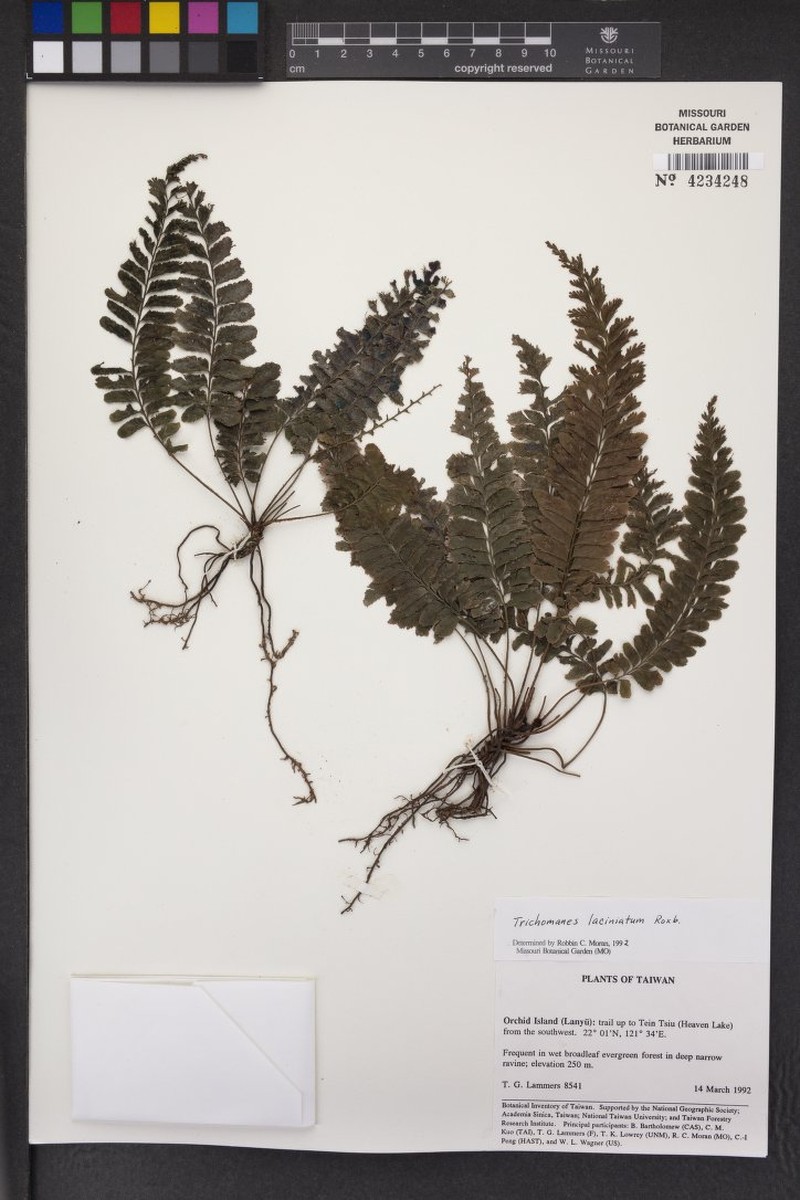Trichomanes laciniatum photo 3