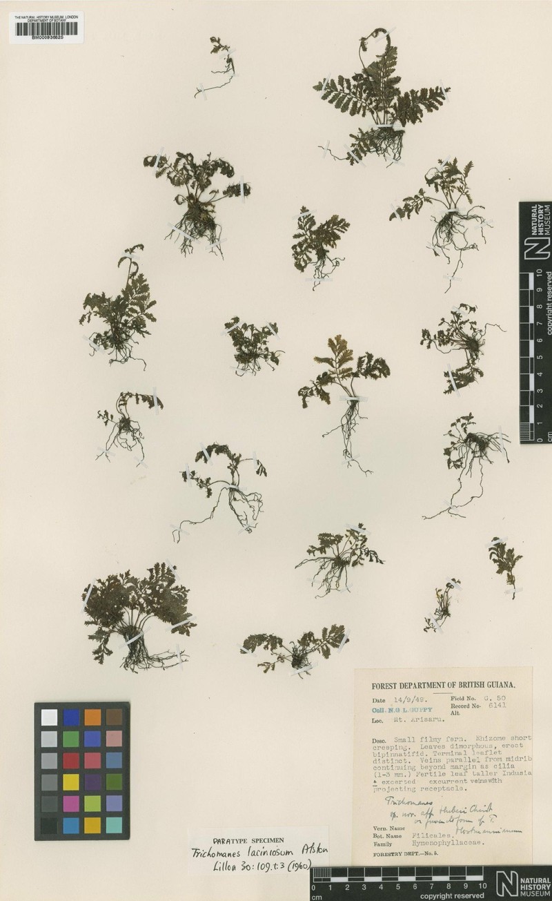 Trichomanes laciniosum